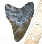 Summerville Megalodon Tooth